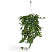 OEM Hängepflanze Hedera Wonder Green für Innenräume - ca. 70cm - Ø24cm