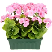 Otto Home Kunstblume "Geranie", rosa, B:30cm H:36cm L:18cm, Obermaterial: 90% Polyester, 10% Kunststoff, Kunstpflanzen, Kunstblume, Im Kasten
