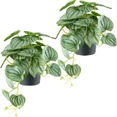 Creativ Green Kunstpflanze "Peperomia", grün (grüngrau), B:40cm H:24cm, Kunststoff, Kunstpflanzen, Kunstpflanze, mit naturgetreuem Blattwerk Peperomia