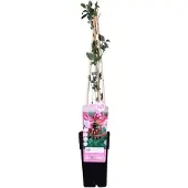 Hoogeveen Plants BV Lonicera Periclymenum 'Serotina' - ↨65Cm - Ø15