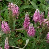 Arborix 6 x Ehrenpreis 'Heidekind' Veronica spicata Topf 9cm Schnittblume