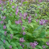 Arborix 6 x Japanische Krötenlilie Tricyrtis hirta Topf 9cm Spätsommerblüher
