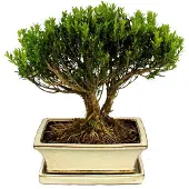 Exotenherz Bonsai Buchsbaum, Buxus herlandii, 20cm Schale, Buxbaum - Outdoor-Bonsai