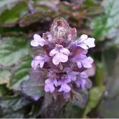 Arborix 6 x Günsel 'Atropurpurea' Ajuga Reptans Topf 9cm Violette Blüten