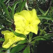 Arborix 6 x Missouri-Nachtkerze Oenothera macrocarpa Topf 9cm Leuchtend Gelbe Blüten