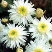 Arborix 6 x Margerite 'Wirral Supreme' Leucanthemum Topf 9cm Schnittblume
