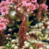 Arborix 6 x Hauswurz Sempervivum arachnoideum Topf 9cm Dekorativ