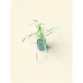 GRDplanten 6 x Yucca filamentosa - Palmlilie | 9x9 cm pot