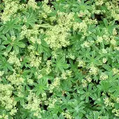 Arborix 6 x Alpen-Frauenmantel Alchemilla alpina Topf 9cm Gelbgrüne Blüten