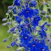 Arborix 6 x Rittersporn 'Völkerfrieden' Delphinium Topf 9cm Königsblaue Blüten