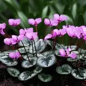 Arborix 6 x Frühlings-Alpenveilchen Cyclamen coum Topf 9cm Frühblühend