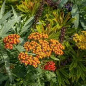 Arborix 6x Schafgarbe 'Feuerland' Achillea Topf 9 cm Leuchtend Rote Blüten