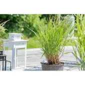 Pflanzen für Dich Rutenhirse Rehbraun, im 2 l Topf - Panicum virgatum