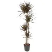 Merkloos Dracaena Magenta 180 cm mit Tiefgrünen Blättern