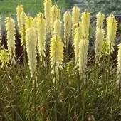 Arborix 6 x Fackellilie 'Little Maid' Kniphofia Topf 9cm Schnittblume