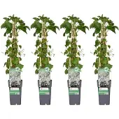 Markenlos Kletterpflanze Hydrangea petiolaris - 65 cm hoch, Ø 15 cm