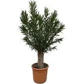 Holland Connections Nerium Oleander Bonsai – 190 cm – Durchmesser 45 cm