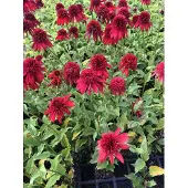 GRDplanten 6 x Echinacea purpurea 'Eccentric' - Sonnenhut - Topf 9x9 cm