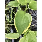GRDplanten 6 x Hosta aureomarginata – Funkie - Topf 9 x 9 cm
