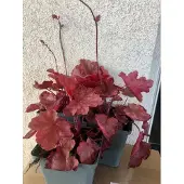 GRDplanten 6 x Heuchera 'fire chief - Purpurglöckchen - Topf 9x9 cm