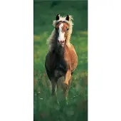 Papermoon Fototapete "Haflinger Horse - Türtapete" matt