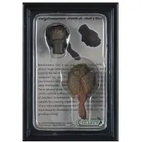 Collecta Ankylosaurus 89287 Zahn und Schwanz