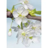 Komar Vliestapete "Vlies - Blossom - Größe 184 x 248 cm", weiß (weiß, blau), B:184m L:248m, Tapeten, Vliestapete, Wohnzimmer, Schlafzimmer