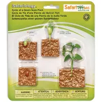 Safari Ltd Lebenszyklus Einer Grünen Bohnenpflanze Abbildung Mehrfarbig From 3 Years Kinder Mehrfarbig From 3 Years