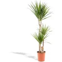 Hello Plants | Drachenblutbaum Ella grün 120x50x110x50 cm | NADUVI