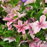 Hoogeveen Plants BV Waldrebe Clematis Pink Fantasy