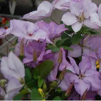 Plantcentrum.nl Waldrebe 'Margaret Hunt' Clematis 50 bis 60 cm im Container Großblumig