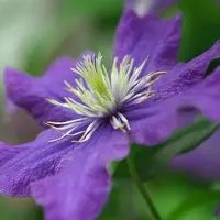 Plantcentrum.nl Waldrebe 'Rhapsody' Clematis 50 bis 60 cm im Container Tiefblaue Blüten