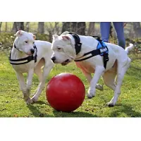 Jolly Push-n-Play - Blau - 25 cm
