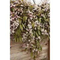 Up!Climbers Immergrüne Waldrebe 'Apple Blossom' Clematis armandii 60 bis 80 cm im Container Immergrün
