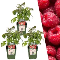 Frank GmbH Plants by Frank | 3 Himbeerpflanzen 100% Biologisch | Rubus Idaeus | Himbeerstrauch | Obstgarten | Gemüsegarten | Gartenpflanzen