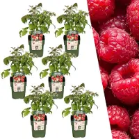 Frank GmbH Plants by Frank | 6 Himbeerpflanzen 100% Biologisch | Rubus Idaeus | Himbeerstrauch | Obstgarten | Gemüsegarten | Gartenpflanzen