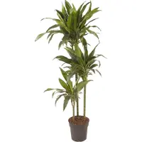 Plant in a Box Dracaena fragrans Janet Craig -