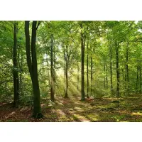 Papermoon Fototapete "Forrest morning", bunt, B:2,5m L:1,86m, Vlies, Tapeten, Fototapete