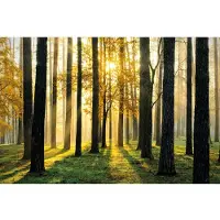 Papermoon Fototapete "Sunny Forest", bunt, B:2m L:1,49m, Vlies, Tapeten, Fototapete