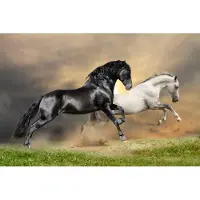 Papermoon Fototapete "Black and White Horses", bunt, B:2,5m L:1,86m, Vlies, Tapeten, Fototapete