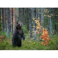 Papermoon Fototapete "Brown Bear in Autumn Forest", bunt, B:2,5m L:1,86m, Vlies, Tapeten, Fototapete