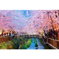 Papermoon Fototapete "Cherry Blossoms Busan City", bunt, B:3m L:2,23m, Vlies, Tapeten, Fototapete