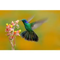 Papermoon Fototapete "Hummingbird Colibri Thalassinus", bunt, B:3,5m L:2,6m, Vlies, Tapeten, Fototapete