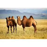 Papermoon Fototapete "Mongolian Camels", bunt, B:2,5m L:1,86m, Vlies, Tapeten, Fototapete