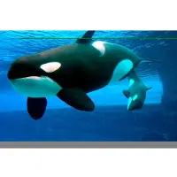 Papermoon Fototapete "Whales", bunt, B:2,5m L:1,86m, Vlies, Tapeten, Fototapete
