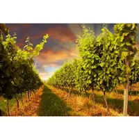 Papermoon Fototapete "Sunset Vineyard", bunt, B:2,5m L:1,86m, Vlies, Tapeten, Fototapete
