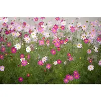 Papermoon Fototapete "Cosmos Flowers", bunt, B:2m L:1,49m, Vlies, Tapeten, Fototapete