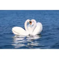 Papermoon Fototapete "Swan Love Couple", bunt, B:3m L:2,23m, Vlies, Tapeten, Fototapete