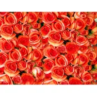 Papermoon Fototapete "Orange Roses", bunt, B:3m L:2,23m, Vlies, Tapeten, Fototapete