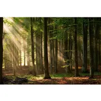 Papermoon Fototapete "Autumn Forest", bunt, B:3m L:2,23m, Vlies, Tapeten, Fototapete